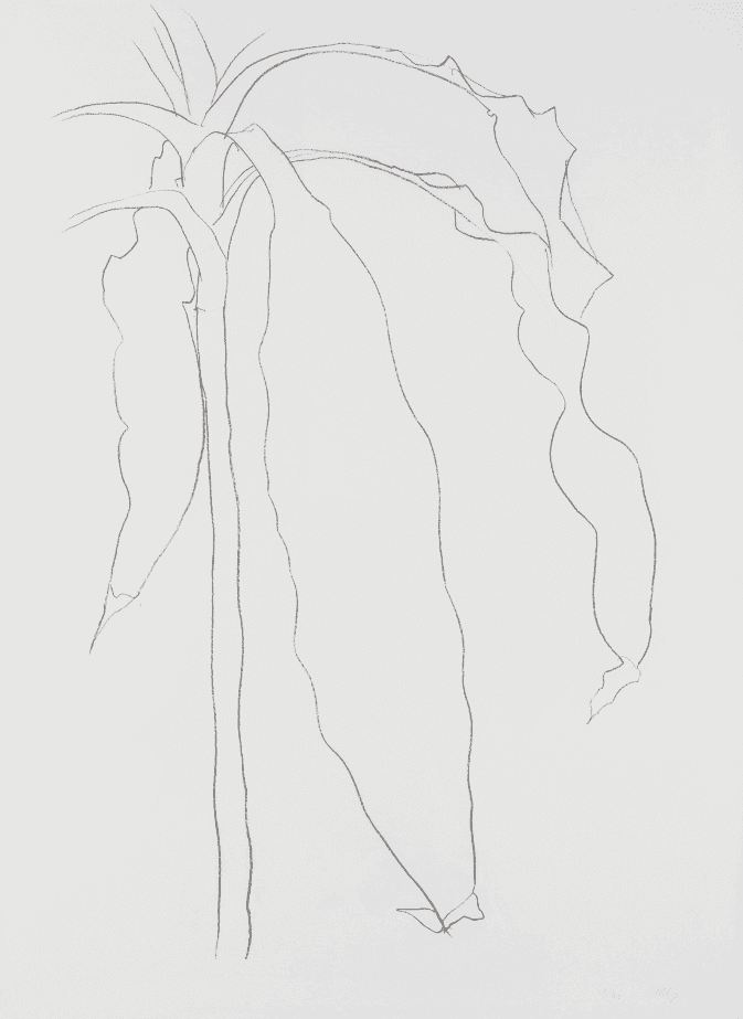 Ellsworth Kelly, ‘Dracena I’, 1985, Print, Lithograph, null, Numbered