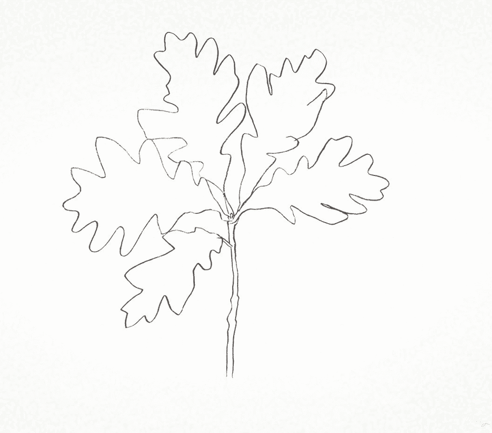 Ellsworth Kelly, ‘Oak III’, 1992, Print, Lithograph on Rives BFK paper, null, Numbered