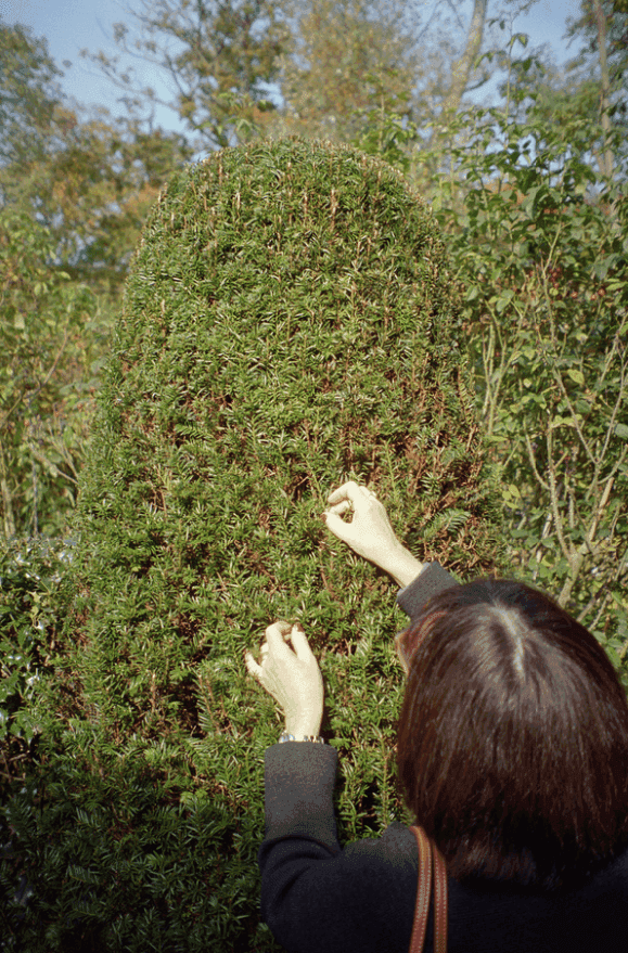 Jeff Wall, ‘Jeannette in Wirtz's Garden’, 2008, Print, Inkjet print, null, 