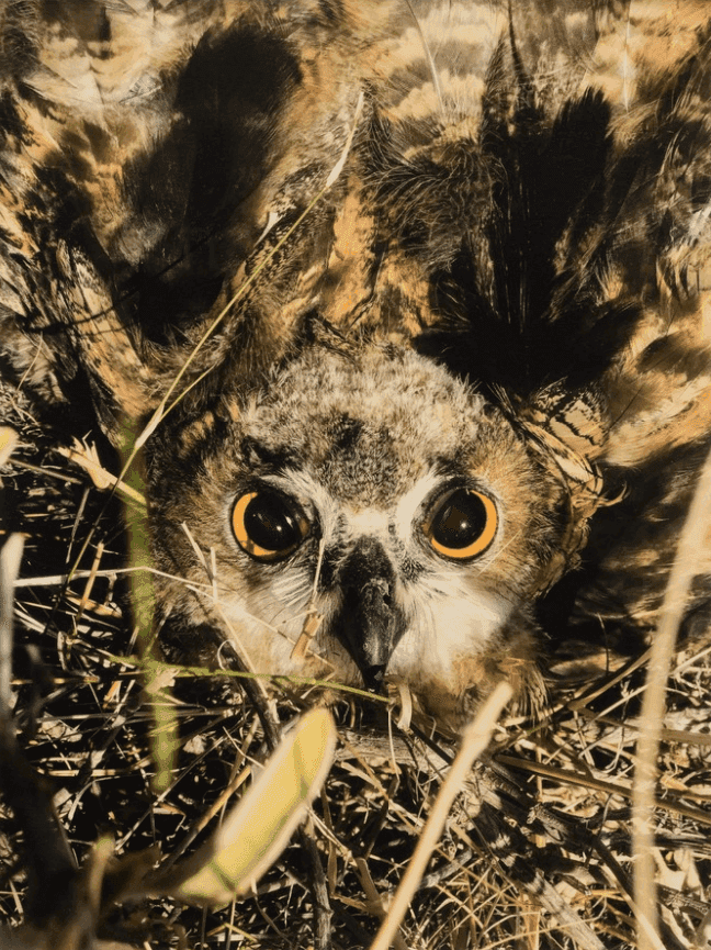 Juergen Teller, ‘Owl, Hydra’, 2017, Print, Giclee print, null,