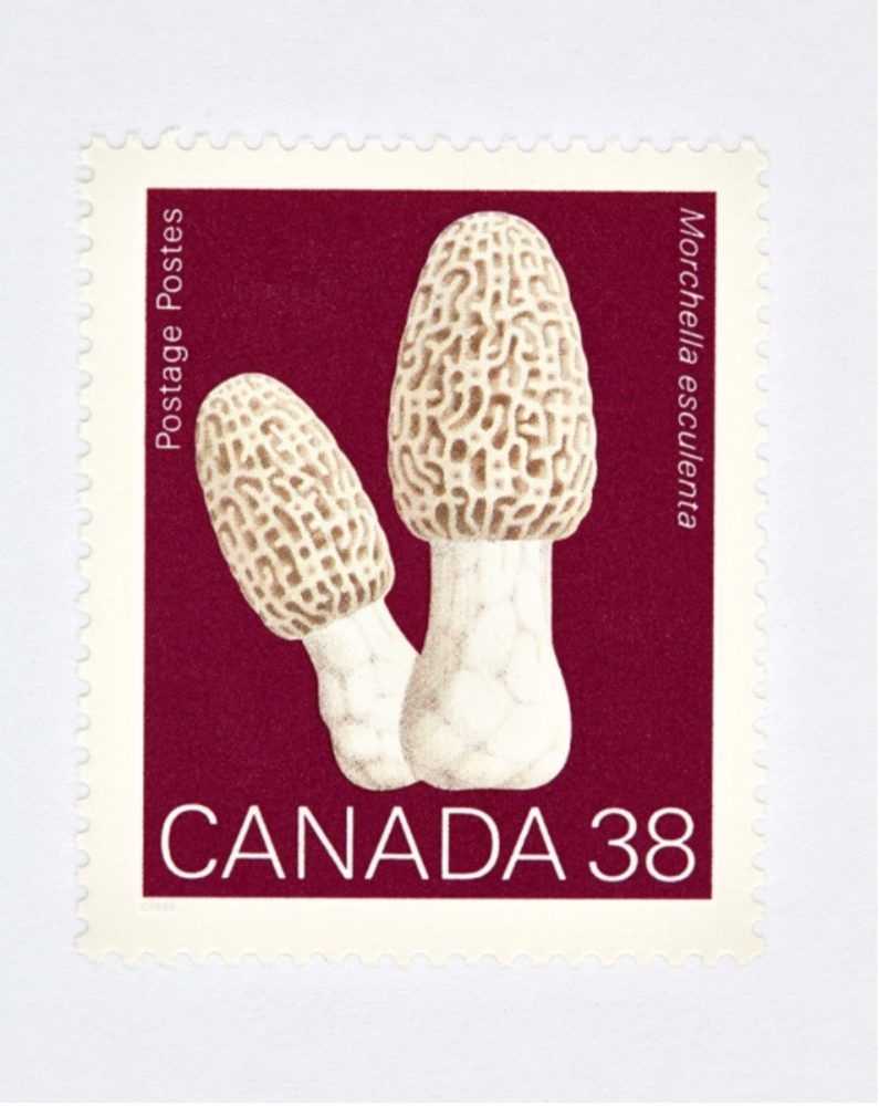 Peter Andrew Lusztyk, ‘Canada 38 Mushroom (Red)’, 2021, Print, Digital C-Print / Archival Pigment Print, null, 