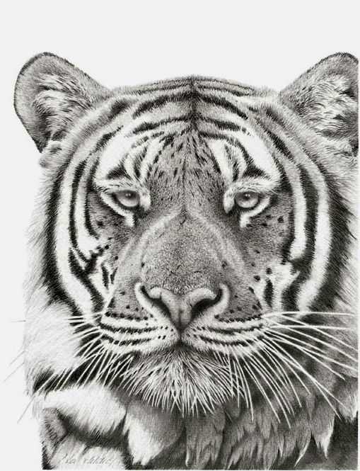 Peter Hildick, ‘Bengal Prince’, 2002, Print, Lithograph print, Castle Fine Art, Numbered