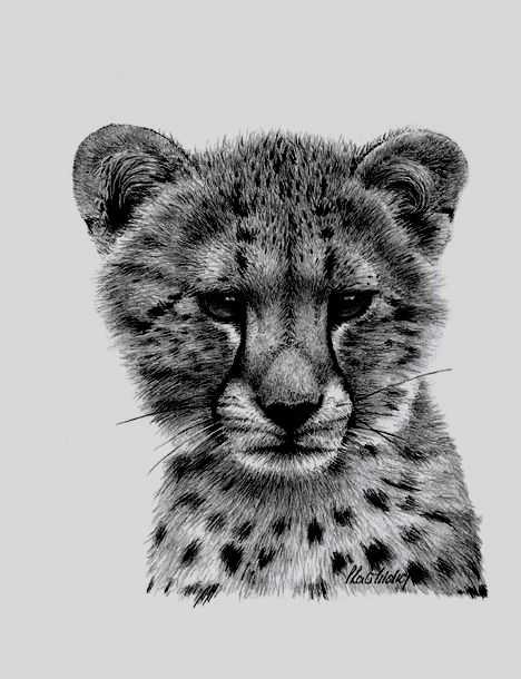 Peter Hildick, ‘Cheetah Study’, 2002, Print, Lithograph print, Castle Fine Art, Numbered