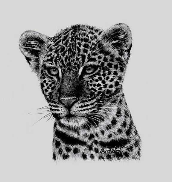 Peter Hildick, ‘Leopard Study’, 2002, Print, Lithograph print, Castle Fine Art, Numbered