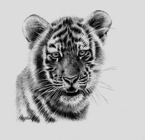 Peter Hildick, ‘Tiger Study’, 2002, Print, Lithograph print, Castle Fine Art, Numbered
