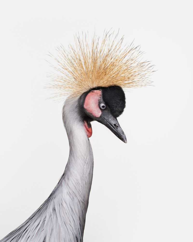 Randal Ford, ‘African Crane No. 3 (Medium)’, 2018, Print, Digital C-Print on Archival Photographic Paper, null, 