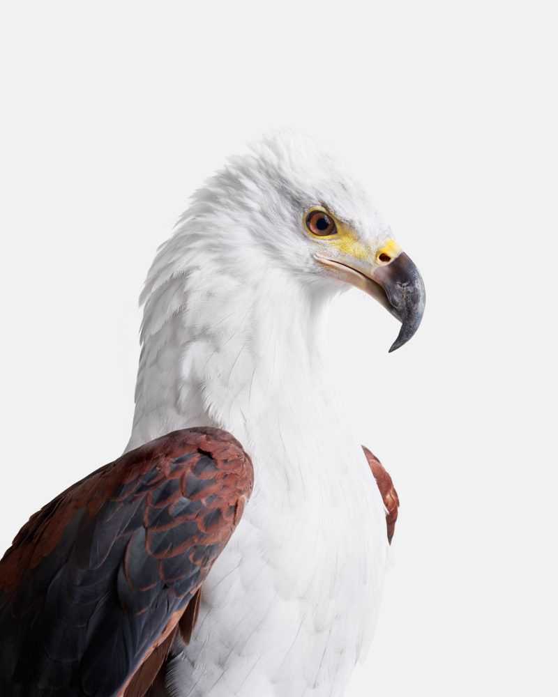 Randal Ford, ‘African Fish Eagle (Medium)’, 2018, Print, Digital C-Print on Archival Photographic Paper, null, 