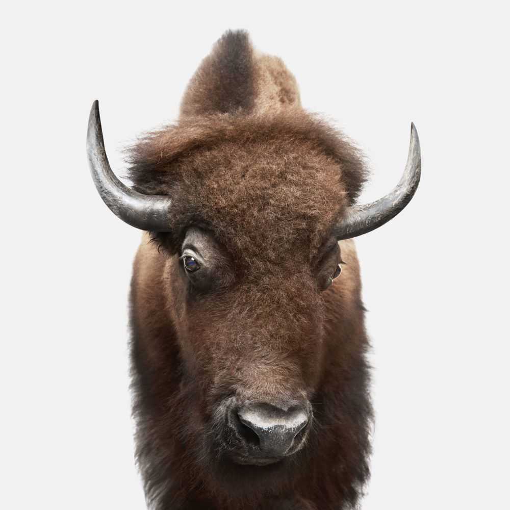 Randal Ford, ‘American Buffalo (Large)’, 2018, Print, Digital C-Print on Archival Photographic Paper, null, 