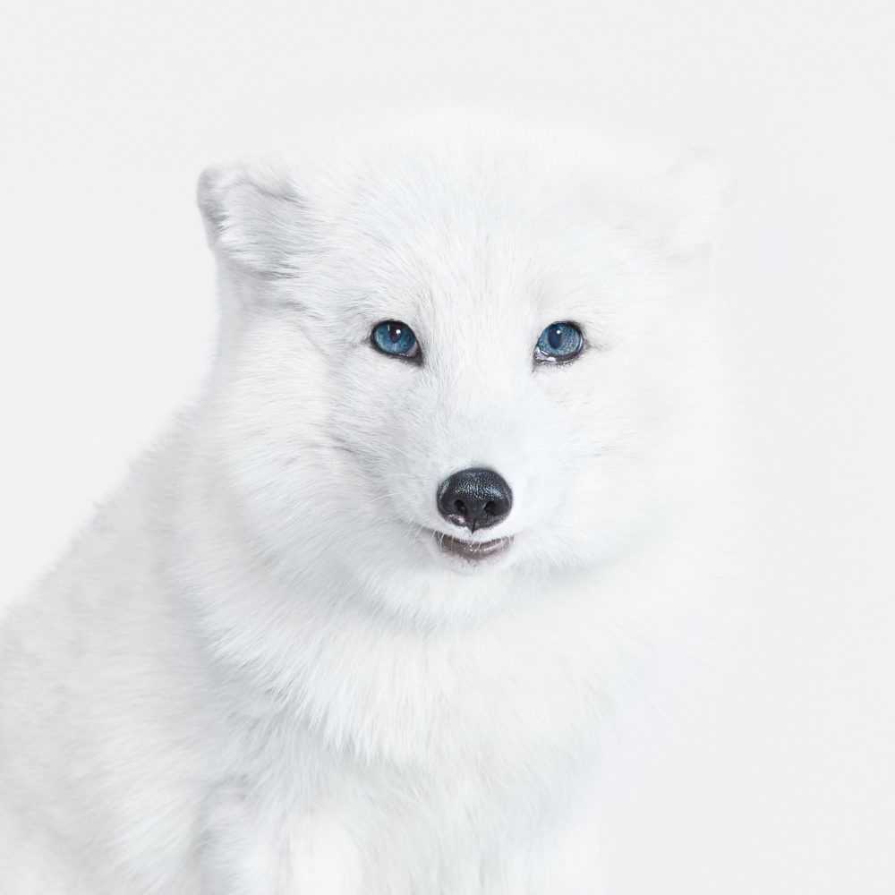 Randal Ford, ‘Arctic Fox No. 2 (Large)’, 2018, Print, Digital C-Print on Archival Photographic Paper, null, 