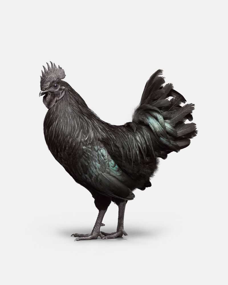 Randal Ford, ‘Ayam Cemani Rooster No. 2 (Small)’, 2018, Print, Digital C-Print on Archival Photographic Paper, null, 