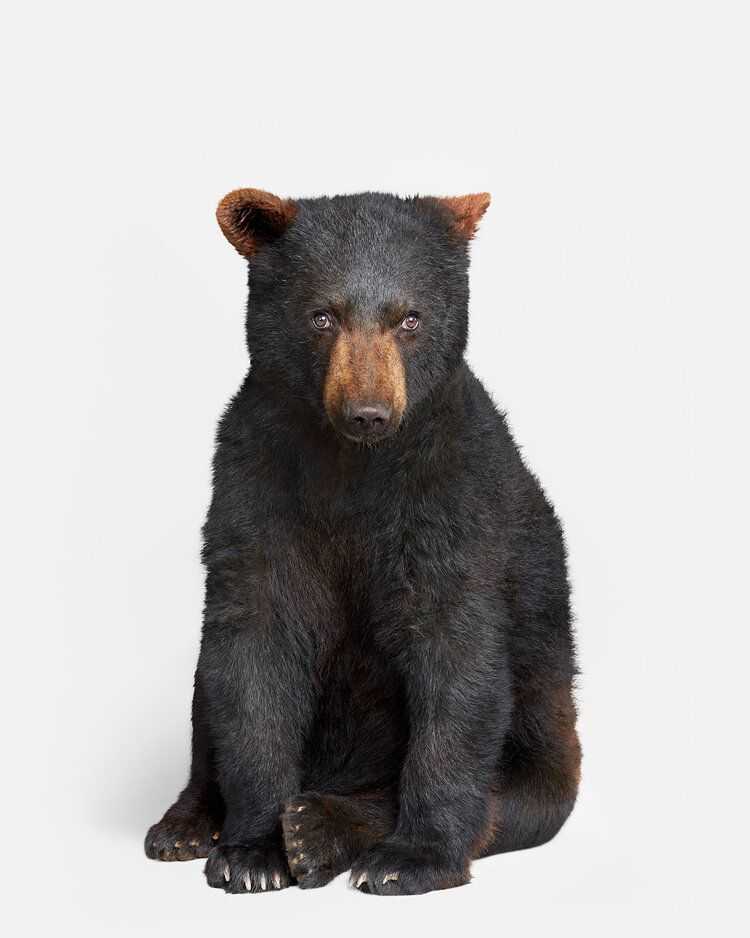 Randal Ford, ‘Bear Cub (Large)’, 2022, Print, Digital C-Print on Archival Photographic Paper, null, 