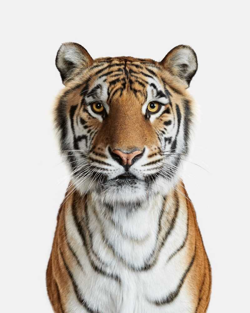 Randal Ford, ‘Bengal Tiger No. 1 (Large)’, 2018, Print, Digital C-Print on Archival Photographic Paper, null, 