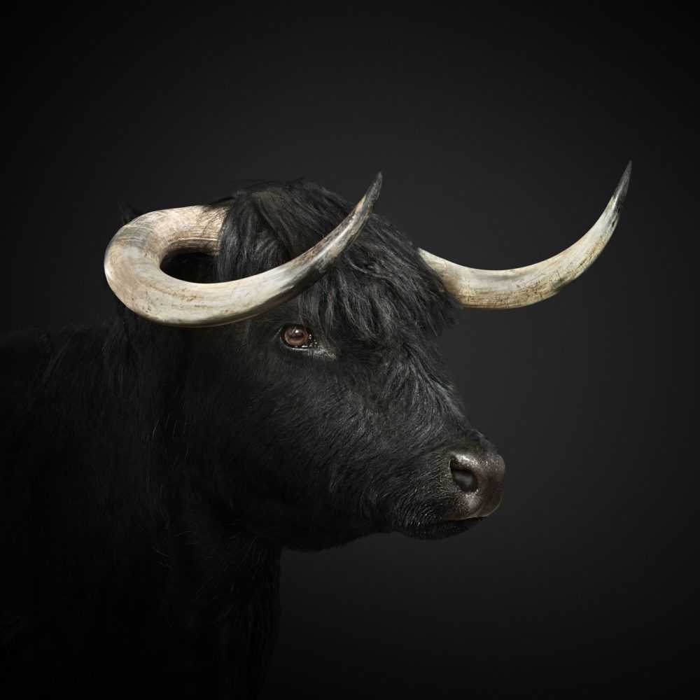 Randal Ford, ‘Black Highland Cow (Small)’, 2018, Print, Digital C-Print on Archival Photographic Paper, null, 