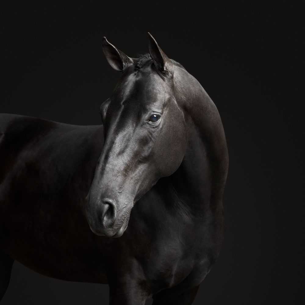 Randal Ford, ‘Black Horse No. 2 (Large)’, 2018, Print, Digital C-Print on Archival Photographic Paper, null, 
