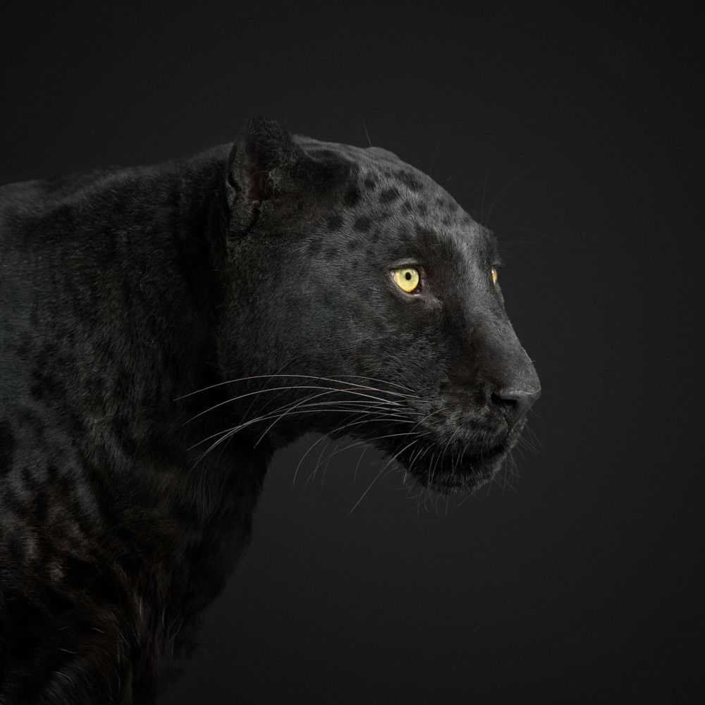 Randal Ford, ‘Black Leopard No. 1 (Large)’, 2019, Print, Digital C-Print on Archival Photographic Paper, null, 