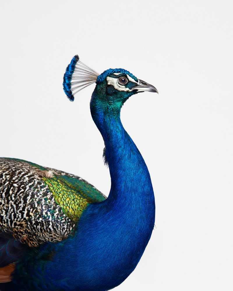 Randal Ford, ‘Blue Peacock (Large)’, 2018, Print, Digital C-Print on Archival Photographic Paper, null, 