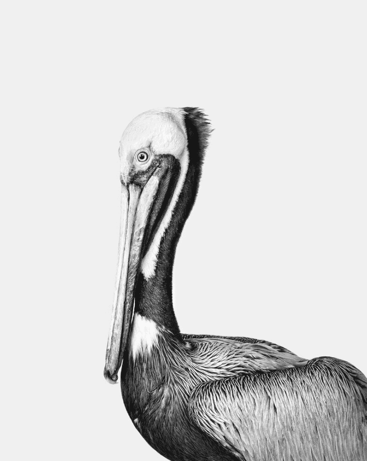 Randal Ford, ‘Brown Pelican (BW) (Small)’, 2024, Print, Digital C-Print on Archival Photographic Paper, null, 