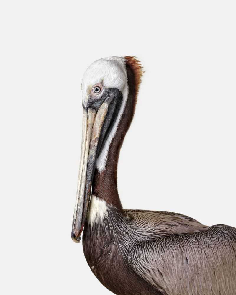 Randal Ford, ‘Brown Pelican (Small)’, 2018, Print, Digital C-Print on Archival Photographic Paper, null, 
