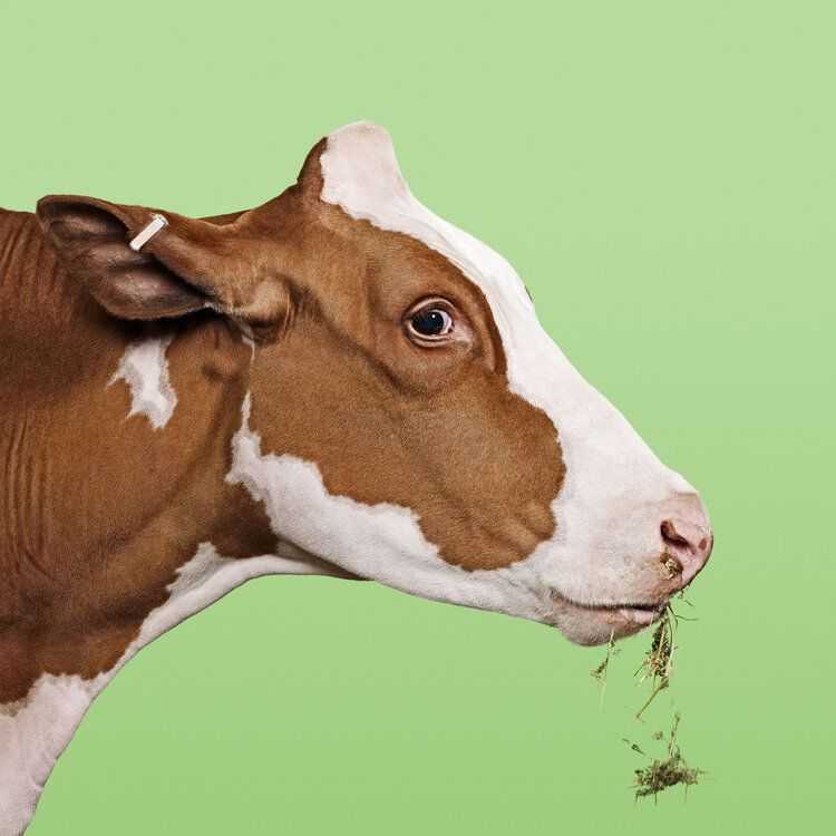 Randal Ford, ‘Cow on Green (Small)’, 2018, Print, Digital C-Print on Archival Photographic Paper, null, 