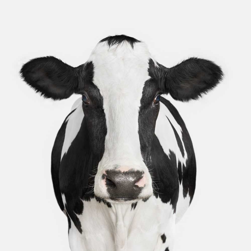 Randal Ford, ‘Dairy Cow No. 1 (Large)’, 2018, Print, Digital C-Print on Archival Photographic Paper, null, 