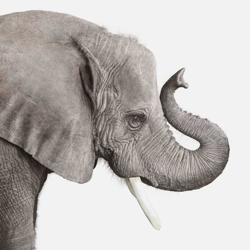 Randal Ford, ‘Elephant No. 2 (Small)’, 2018, Print, Digital C-Print on Archival Photographic Paper, null, 