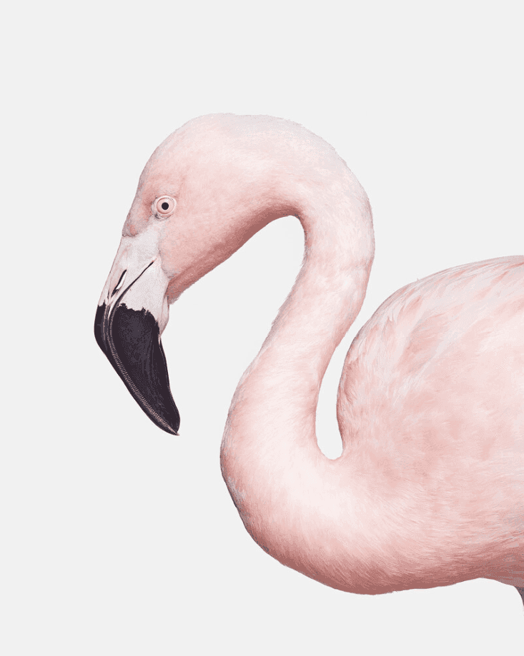 Randal Ford, ‘Flamingo No. 1 (Medium)’, 2018, Print, Digital C-Print on Archival Photographic Paper, null, 