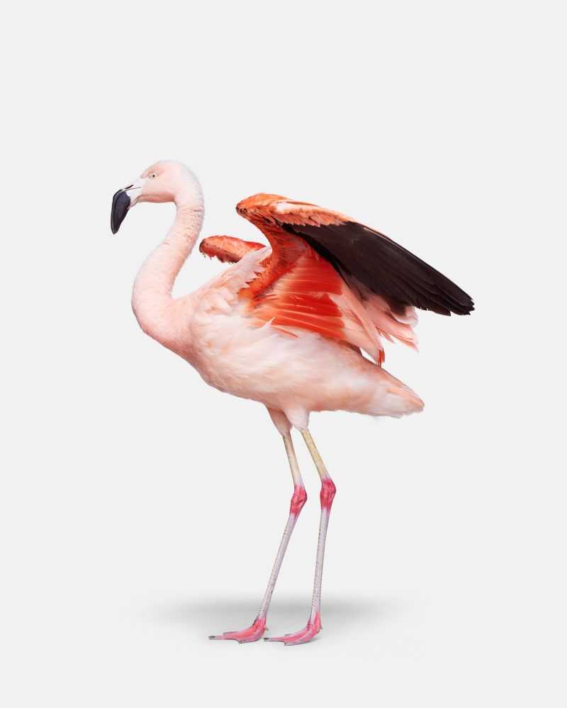 Randal Ford, ‘Flamingo No. 3 (Small)’, 2018, Print, Digital C-Print on Archival Photographic Paper, null, 