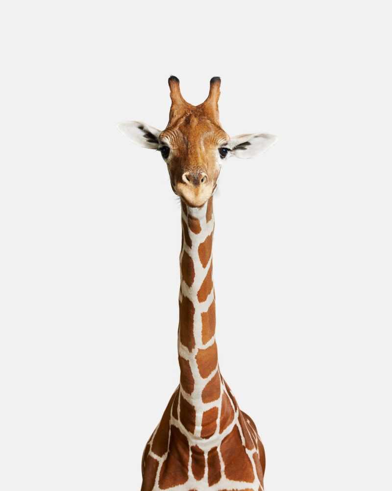 Randal Ford, ‘Giraffe No. 2 (Large)’, 2018, Print, Digital C-Print on Archival Photographic Paper, null, 