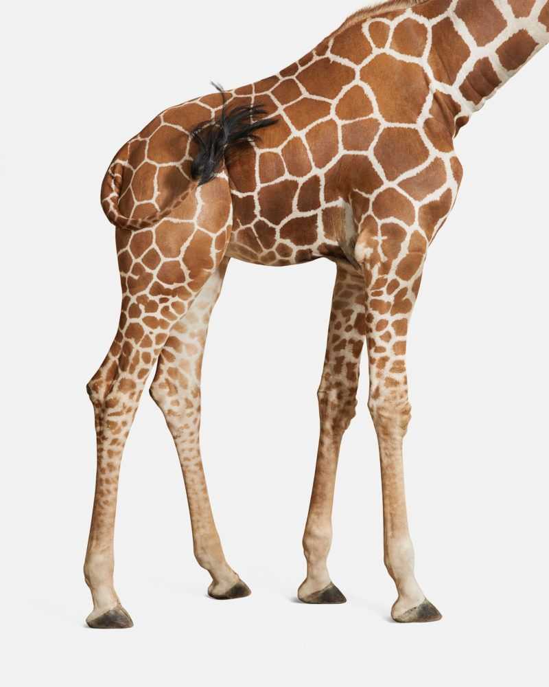 Randal Ford, ‘Giraffe No. 3 (Medium)’, 2018, Print, Digital C-Print on Archival Photographic Paper, null, 