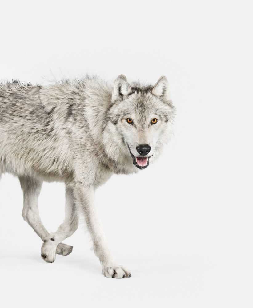 Randal Ford, ‘Gray Timber Wolf (Small)’, 2018, Print, Digital C-Print on Archival Photographic Paper, null, 