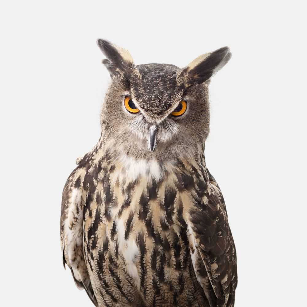 Randal Ford, ‘Great Horned Owl (Large)’, 2018, Print, Digital C-Print on Archival Photographic Paper, null, 