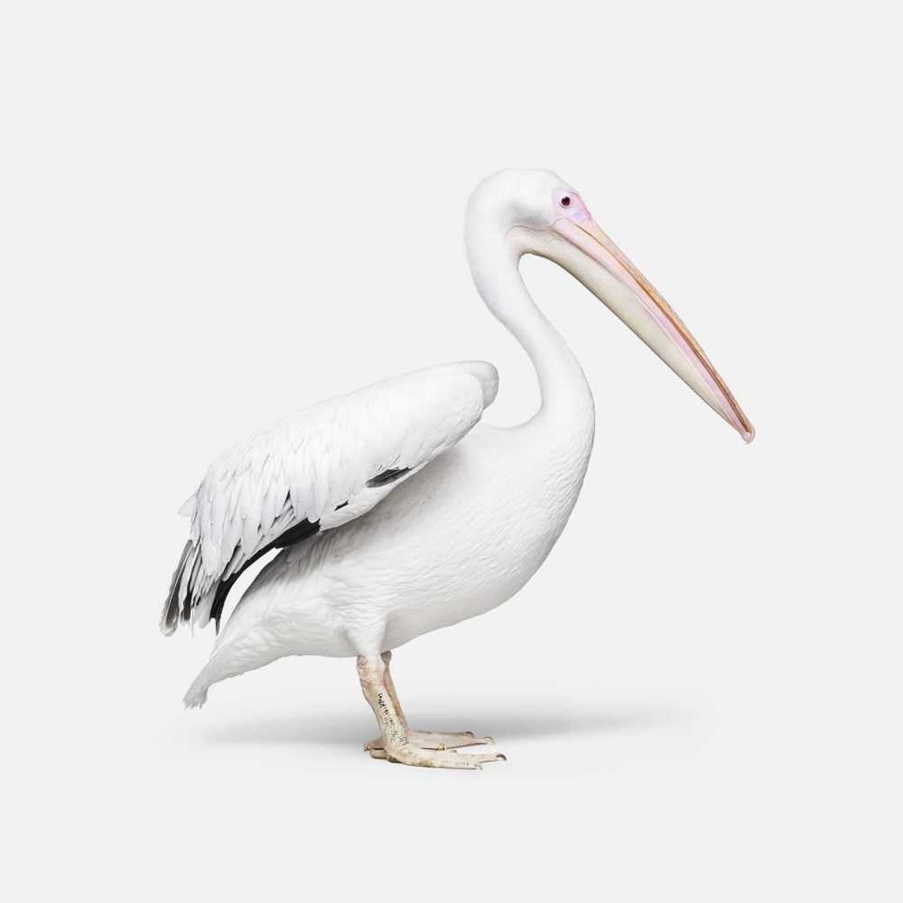 Randal Ford, ‘Great White Pelican No. 1 (Large)’, 2018, Print, Digital C-Print on Archival Photographic Paper, null, 