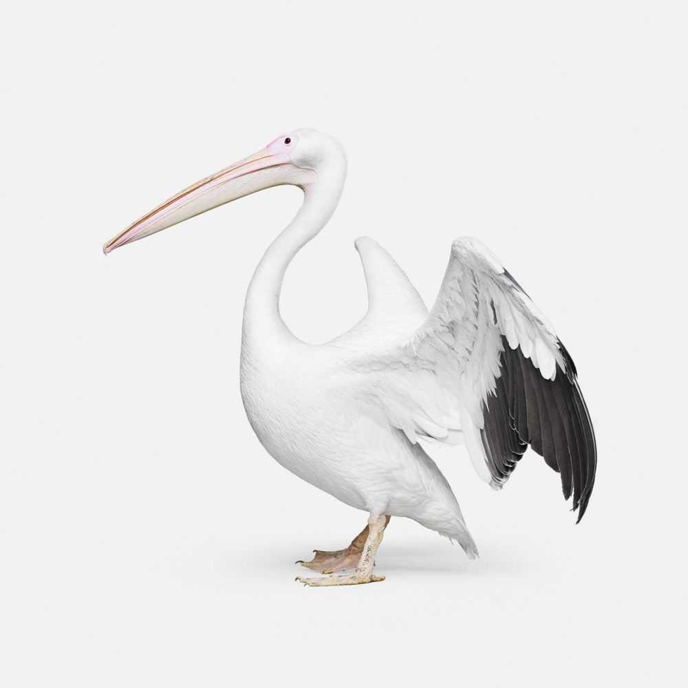 Randal Ford, ‘Great White Pelican No. 2 (Small)’, 2018, Print, Digital C-Print on Archival Photographic Paper, null, 
