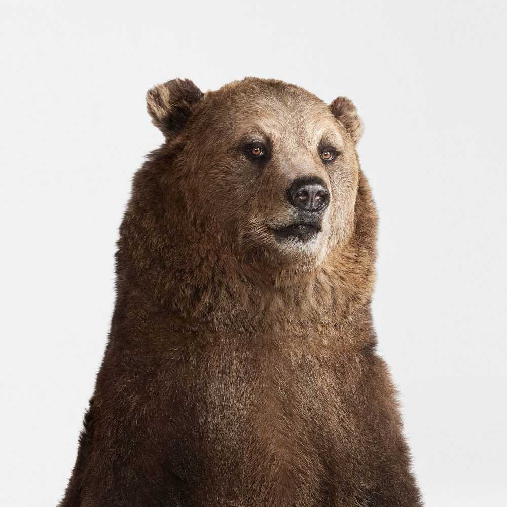 Randal Ford, ‘Grizzly Bear Portrait (Medium)’, 2018, Print, Digital C-Print on Archival Photographic Paper, null, 
