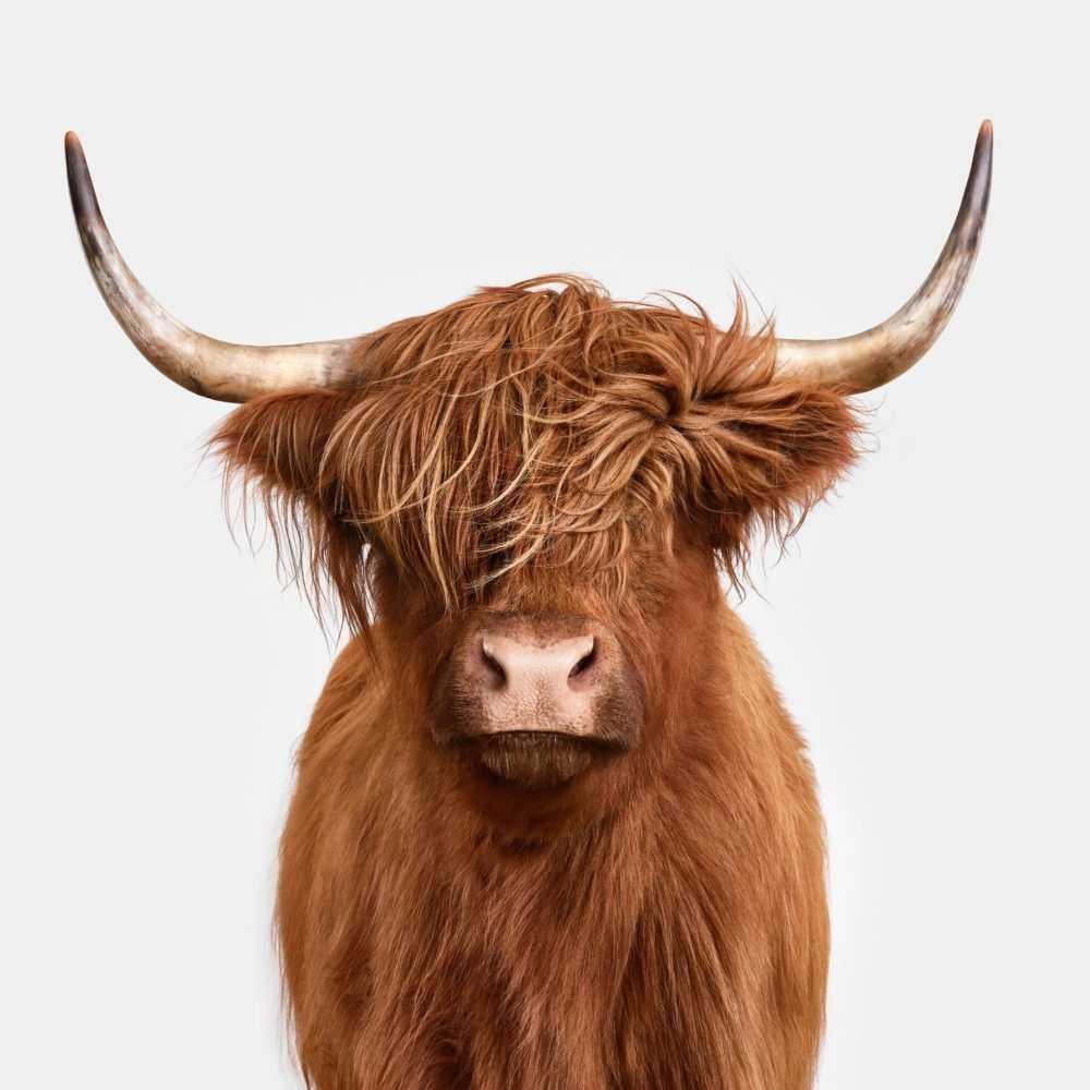 Randal Ford, ‘Highland Cow No. 4 (Medium)’, 2018, Print, Digital C-Print on Archival Photographic Paper, null, 