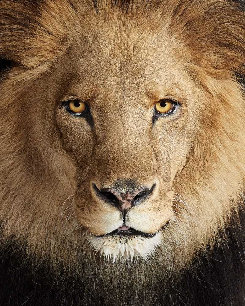 Randal Ford, ‘Lion No. 1 (Small)’, 2018, Print, Digital C-Print on Archival Photographic Paper, null, 
