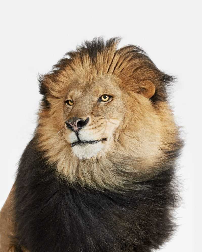 Randal Ford, ‘Lion No. 2 (Small)’, 2018, Print, Digital C-Print on Archival Photographic Paper, null, 