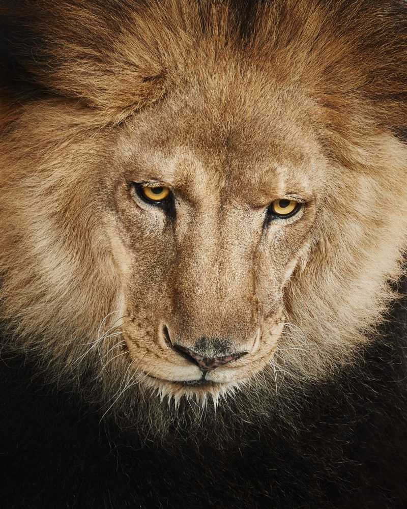 Randal Ford, ‘Lion No. 3 (Large)’, 2018, Print, Digital C-Print on Archival Photographic Paper, null, 