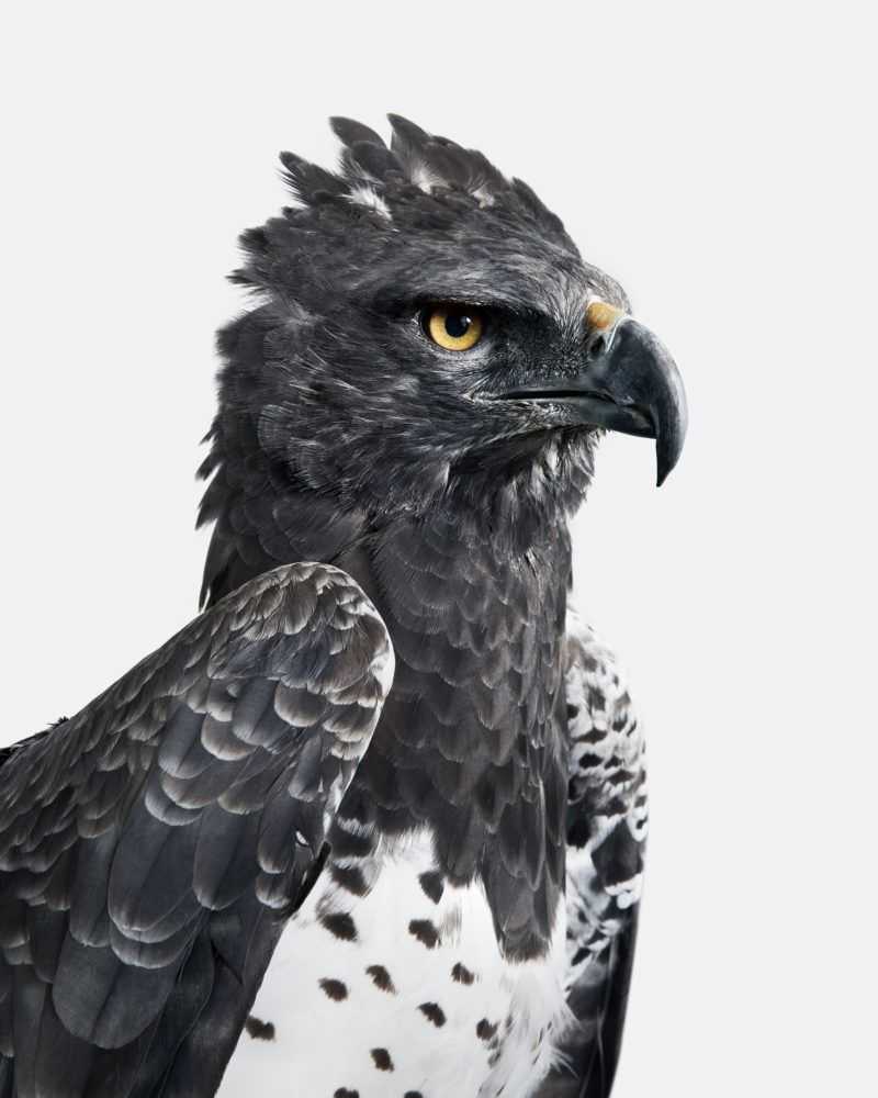 Randal Ford, ‘Martial Eagle (Large)’, 2018, Print, Digital C-Print on Archival Photographic Paper, null, 