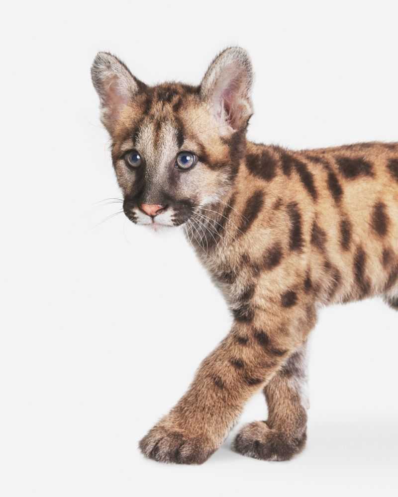 Randal Ford, ‘Mountain Lion Cub (Large)’, 2018, Print, Digital C-Print on Archival Photographic Paper, null, 