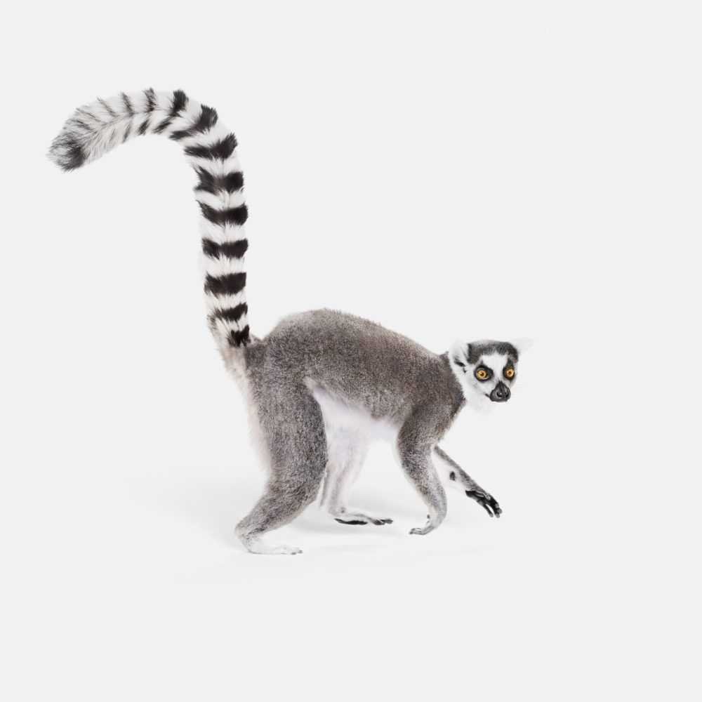 Randal Ford, ‘Ring Tailed Lemur (Small)’, 2018, Print, Digital C-Print on Archival Photographic Paper, null, 