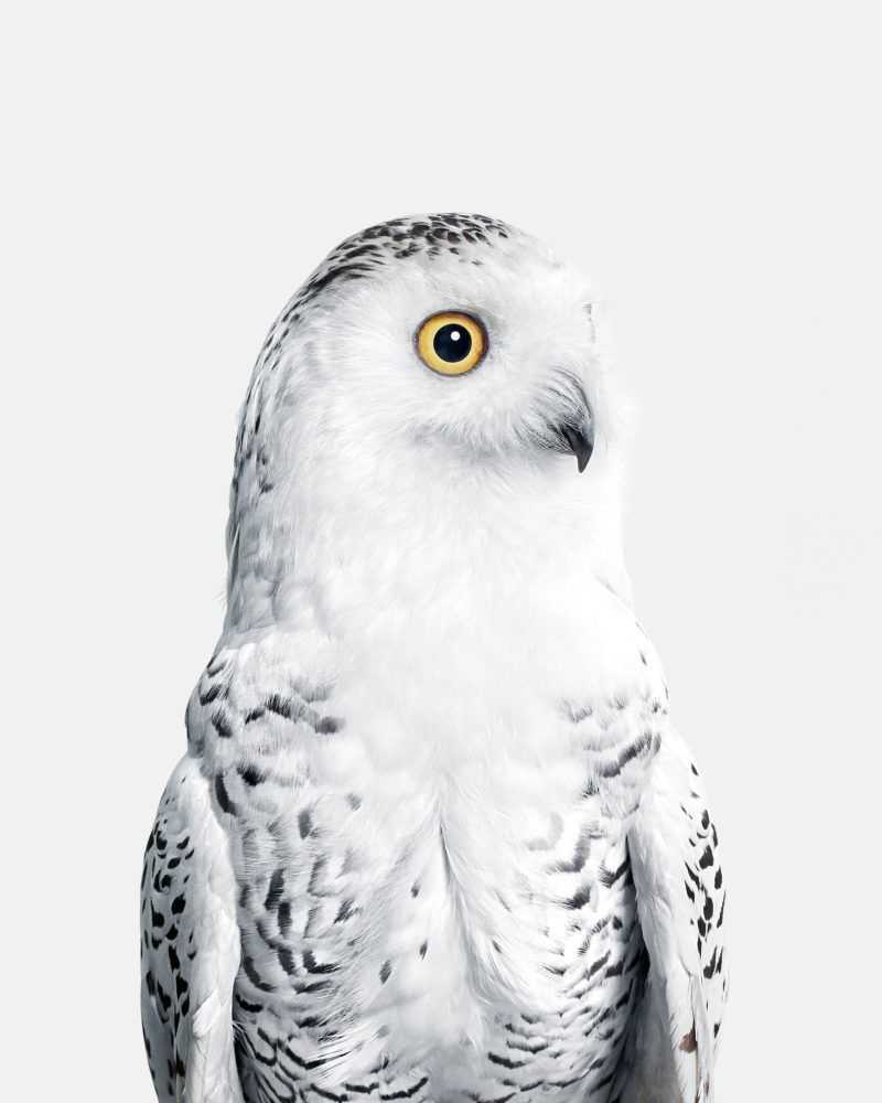 Randal Ford, ‘Snowy Owl No. 1 (Small)’, 2018, Print, Digital C-Print on Archival Photographic Paper, null, 
