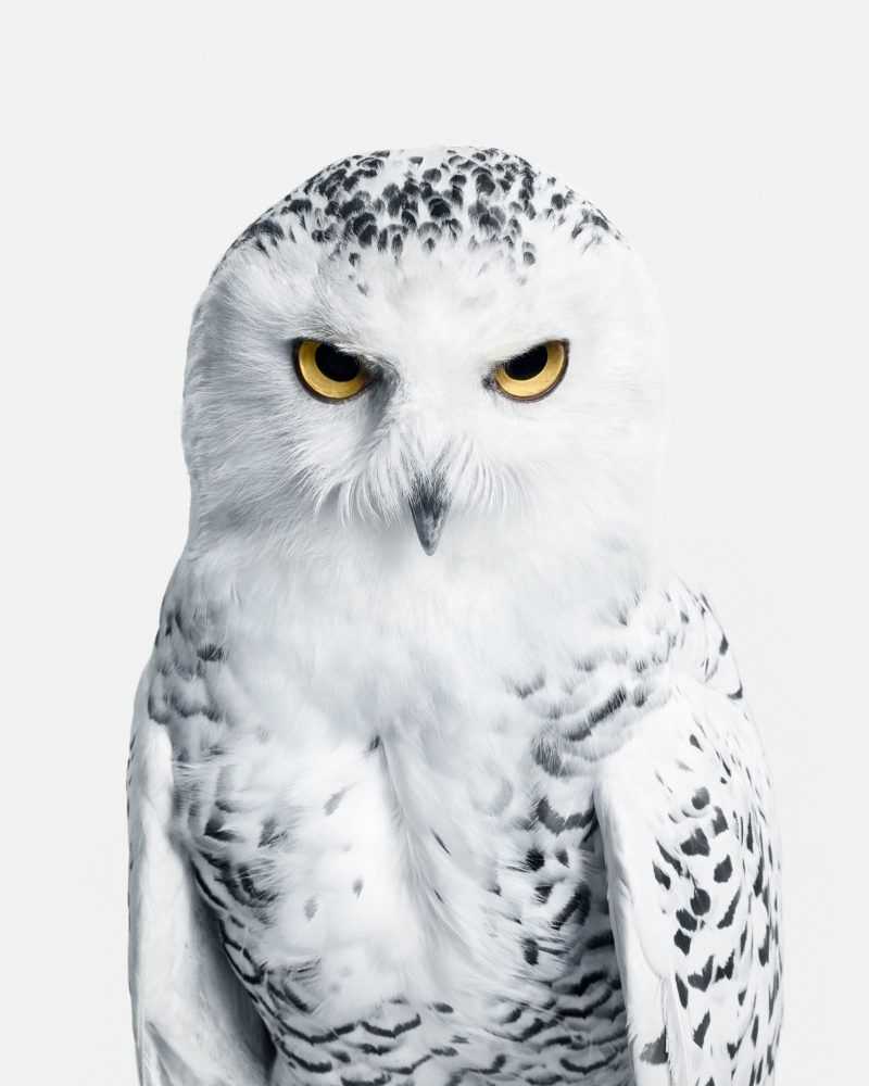 Randal Ford, ‘Snowy Owl No. 3 (Small)’, 2018, Print, Digital C-Print on Archival Photographic Paper, null, 