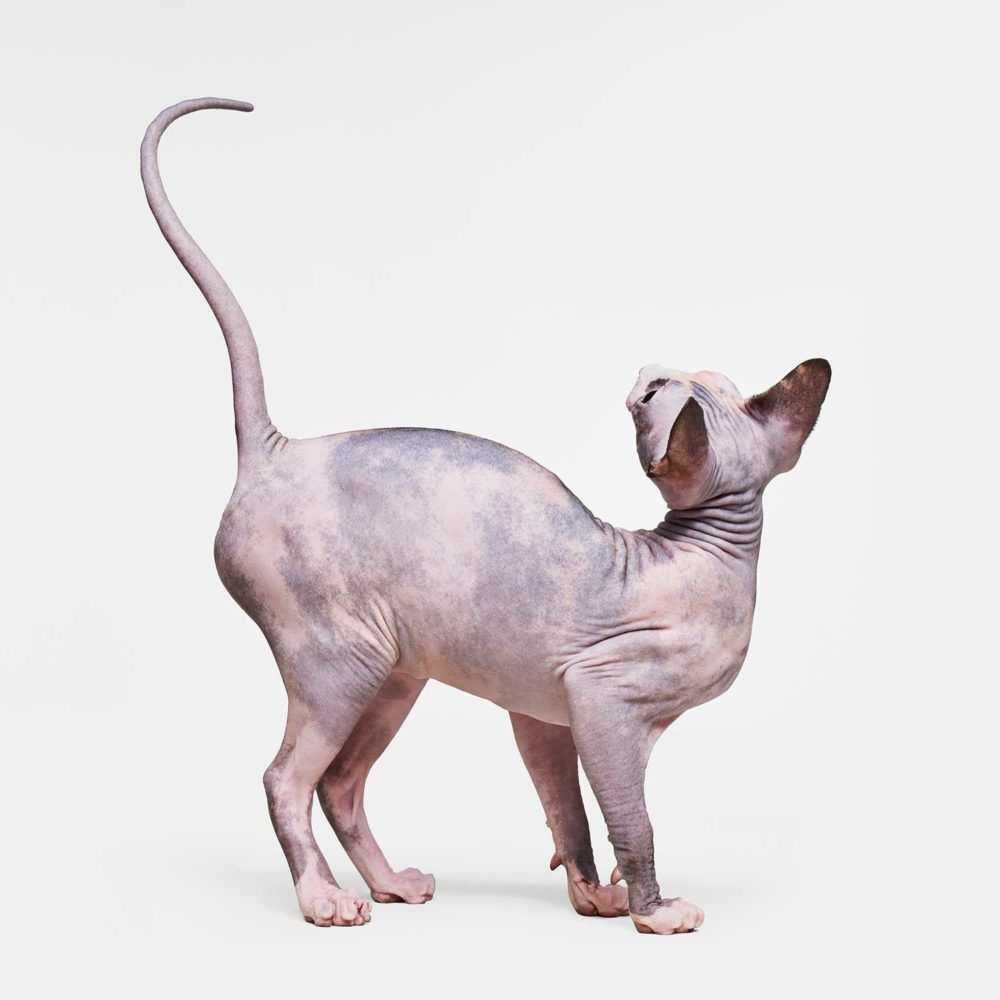 Randal Ford, ‘Sphinx Cat No. 2 (Medium)’, 2018, Print, Digital C-Print on Archival Photographic Paper, null, 