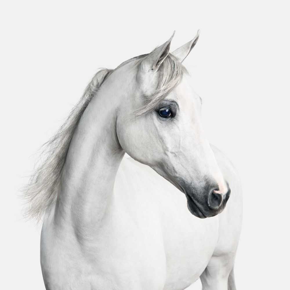 Randal Ford, ‘White Arabian Horse No. 1 (Medium)’, 2018, Print, Digital C-Print on Archival Photographic Paper, null, 