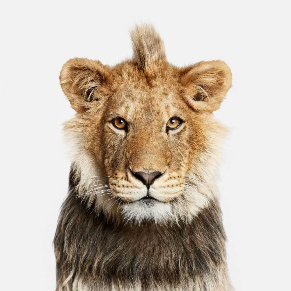 Randal Ford, ‘Young Lion (Medium)’, 2018, Print, Digital C-Print on Archival Photographic Paper, null, 