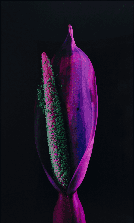 Richard Mosse, ‘Lily’, 2019, Photography, Digital c-print mounted to dibond, null, 