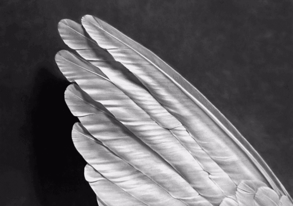Robert Longo, ‘Angel's Wing’, 2014, Print, Archival pigment print, null, Numbered