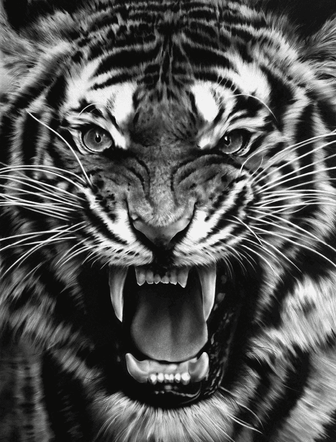 Robert Longo, ‘Roaring Tiger’, 2015, Print, Archival pigment print, Adamson Editions, Numbered, Dated