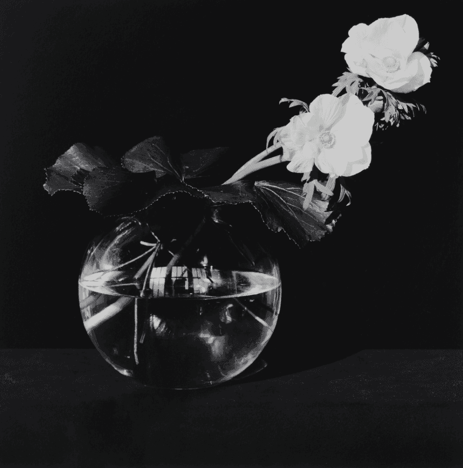 Robert Mapplethorpe, ‘Anemone (Flower)’, 1982, Print, Vintage silver gelatin print, null, Dated